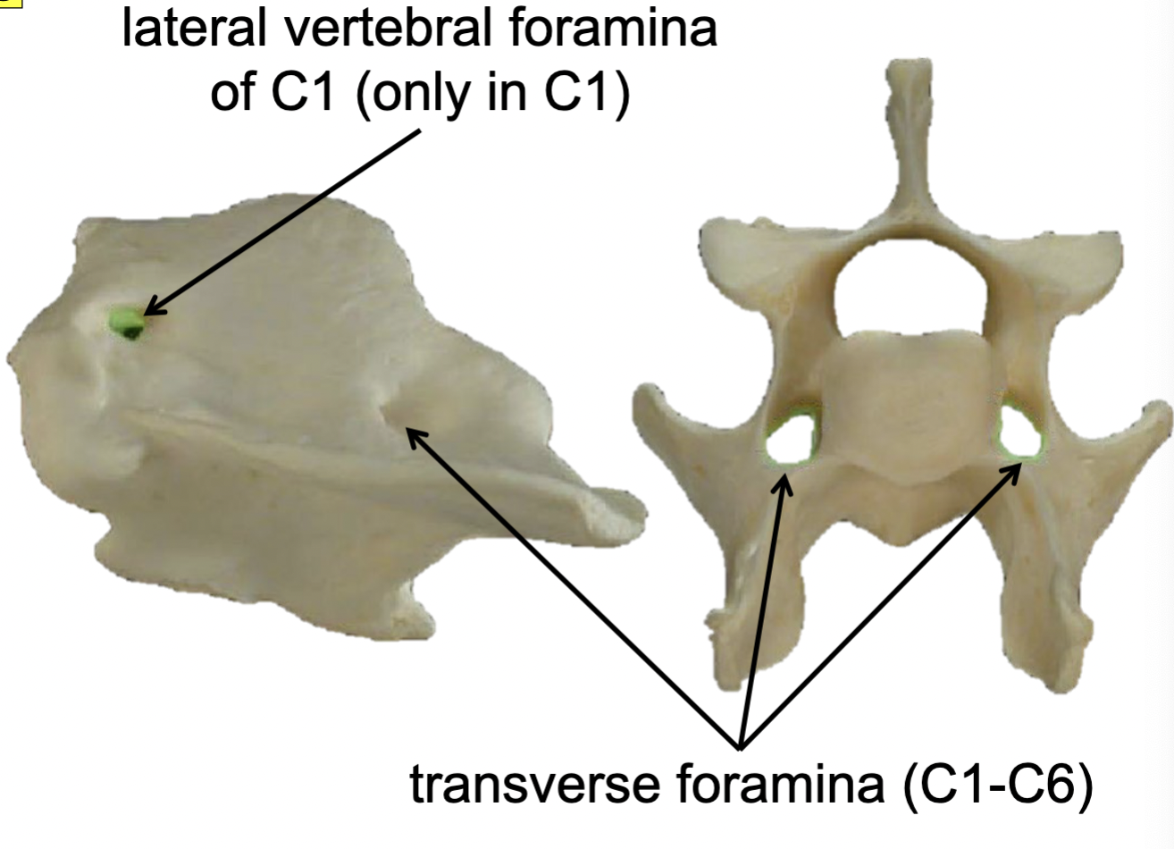 <p>Transverse foramina (C1-C6) </p>