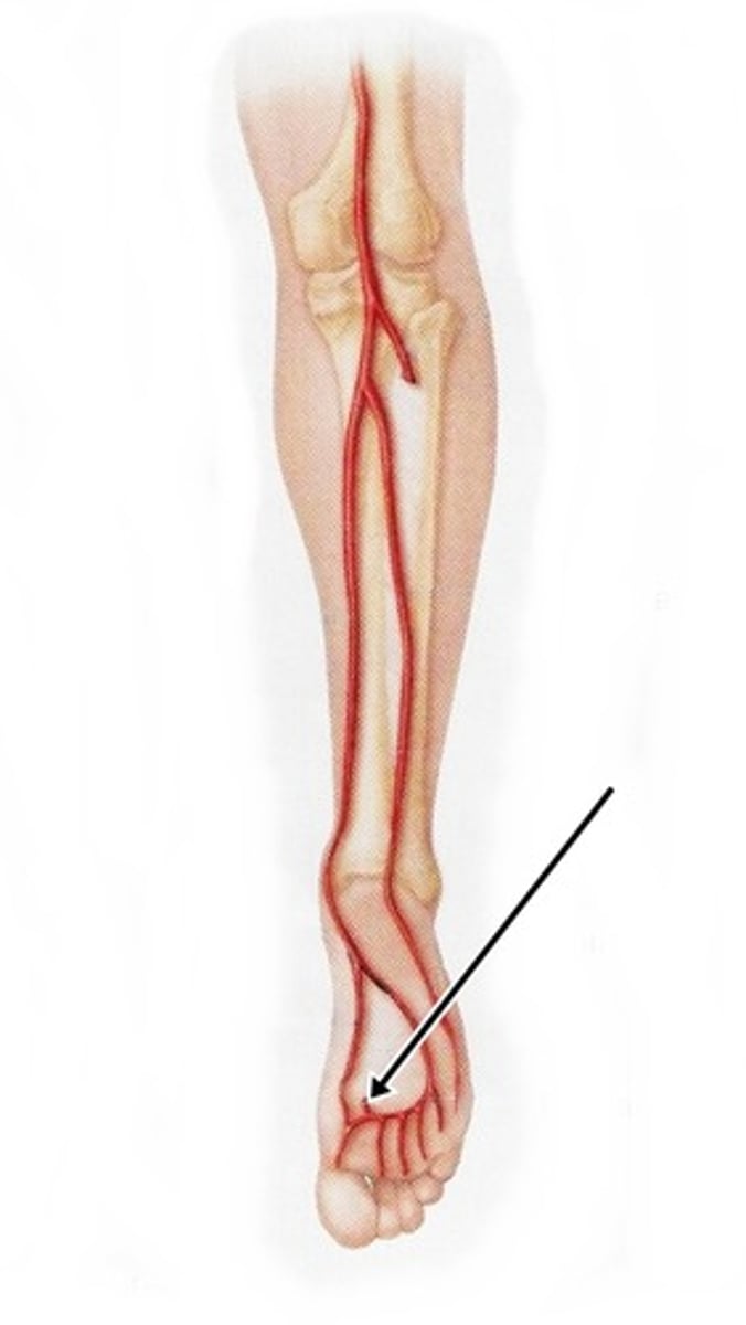 <p>Area supplied: Dorsum and plantar foot muscles</p><p>Terminal branch: N/A</p><p>Relationship: Location of the foot pulse where the artery crosses the ankle</p>