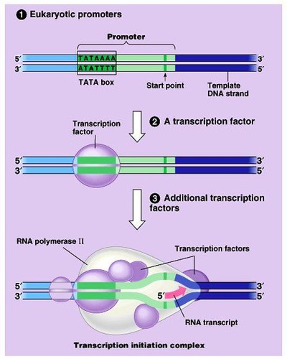 <p>Enzyme catalyzing RNA synthesis from DNA.</p>