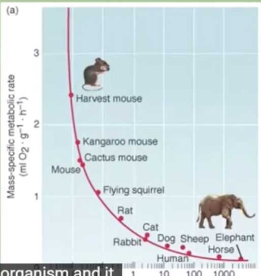 <p>generally the smaller the organism, the higher the metabolic rate </p>