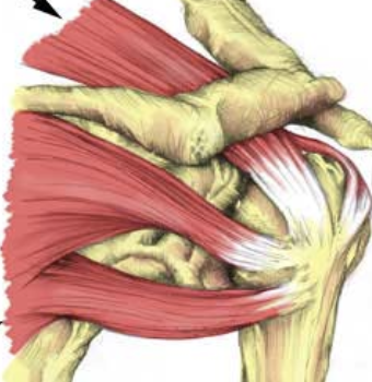 <p>Name all 4 bundle of muscle in the rotator cuff </p>