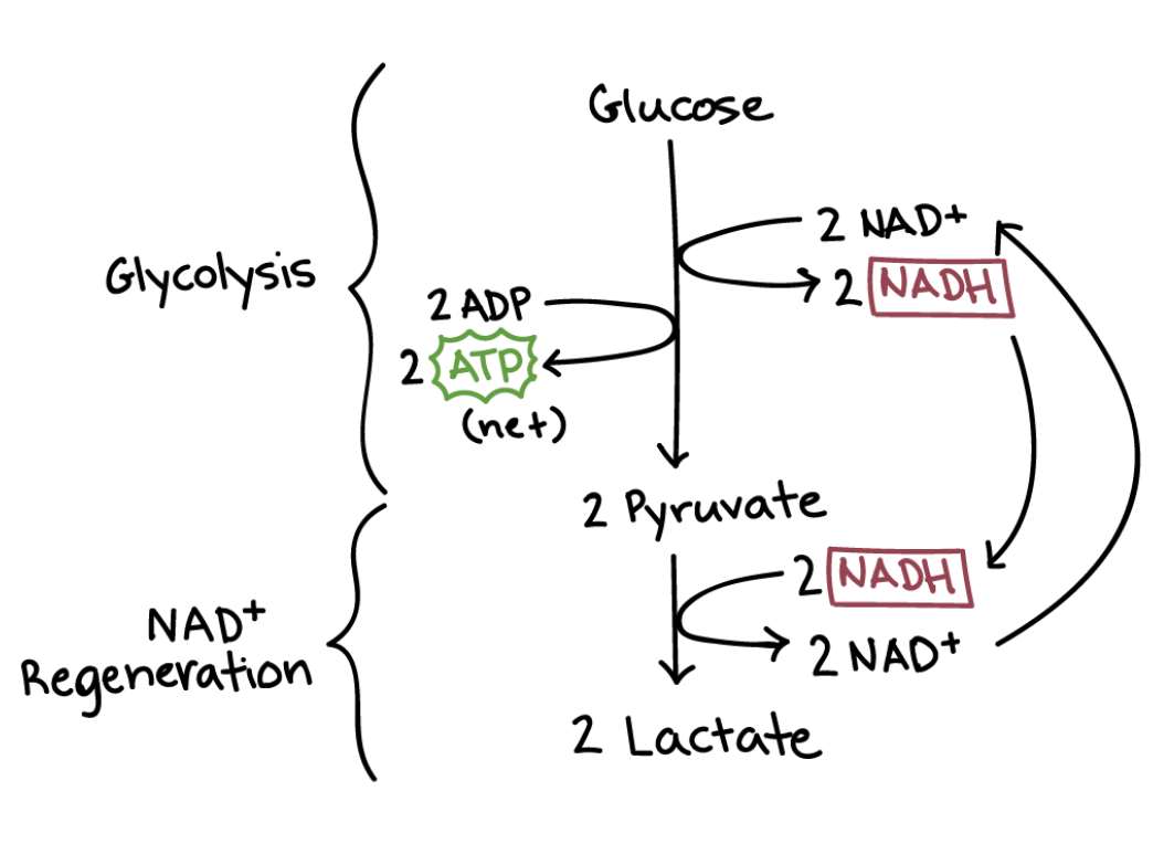 <ul><li><p><span>The reduced NAD transfers the hydrogen to pyruvate to form lactate/</span><strong>lactic acid</strong><span> (the pyruvate is reduced to lactate).</span></p></li></ul><p></p><ul><li><p><strong>Lactic acid</strong> production is reversible if oxygen becomes available – the amount of oxygen needed to remove the lactic acid is called the <strong>oxygen debt</strong>.</p></li></ul><p></p><ul><li><p>This reaction mostly occurs in the muscle tissues during rigorous exercise.</p></li></ul><p></p>