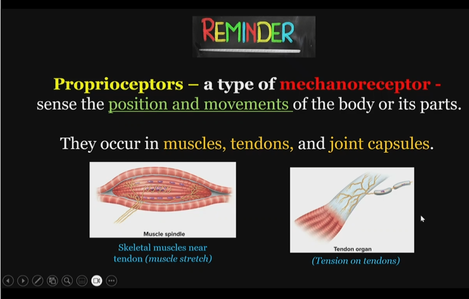 <p>type of mechanoreceptors, </p><p>detect stretches</p><p></p>