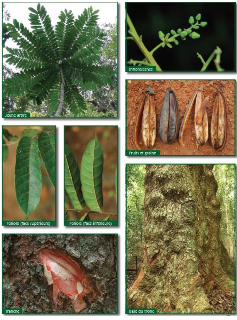 <p>Huge slow-growing canopy trees that occur at low density but supply some of Africa’s most valuable hardwoods. (sipo)</p>