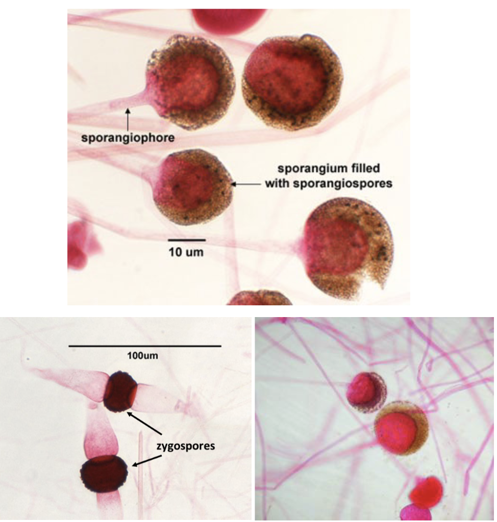 ex) Rhizopus

asexual repro structure: sporangiophore

asexual Spore: sporangiospore

sexual repro structure: sporangium

sexual spore: zygospore