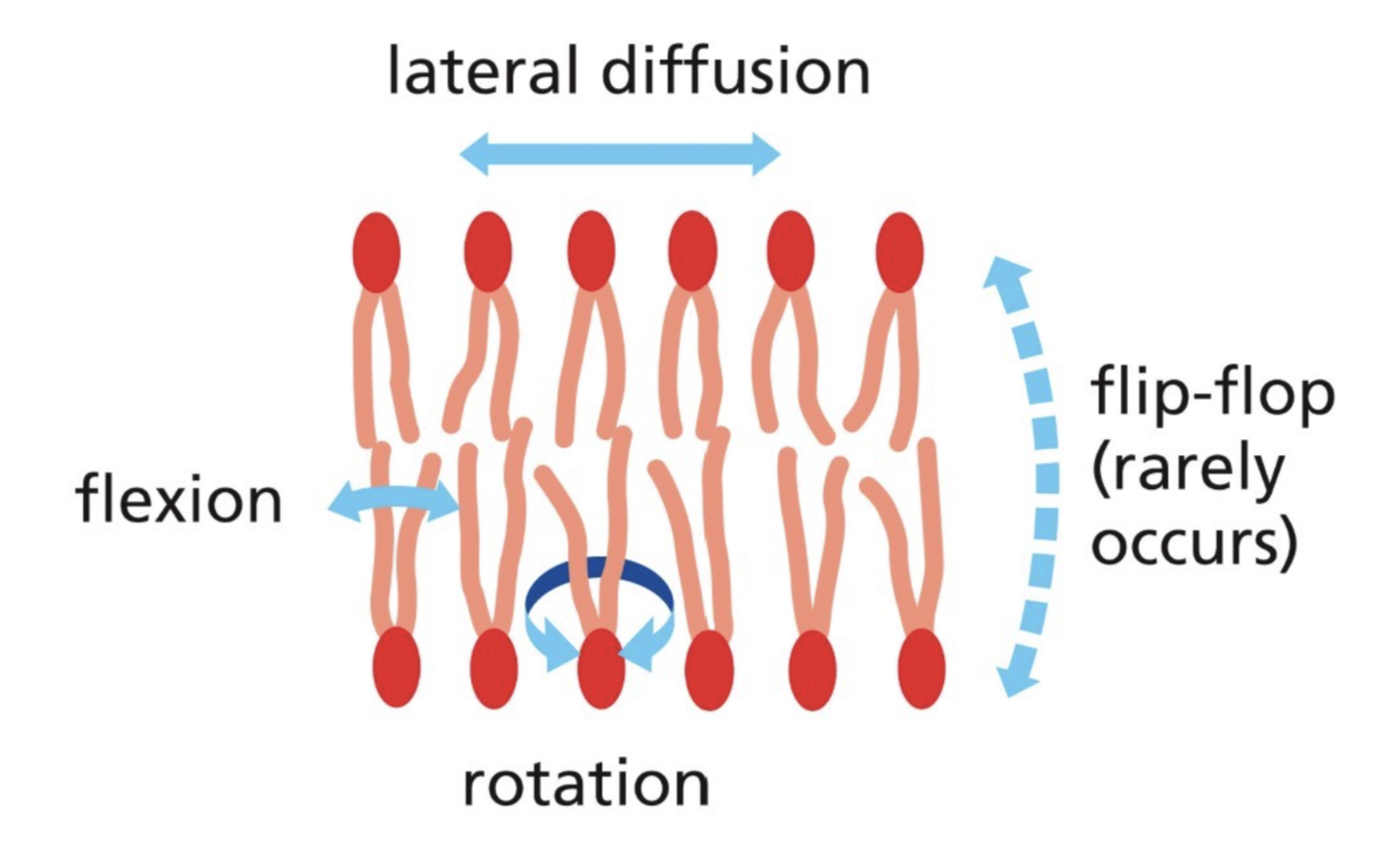 <ul><li><p>Through experiments with liposomes, found that there is:</p><ul><li><p>Rapid lateral diffusion of lipids (lipids switch places with neighboring lipids in the same leaflet)</p></li><li><p>Rotation of lipids (flexion) is common </p></li><li><p>Flip-flop (moving from one leaflet to another) is very rare, energetically unfavorable </p></li></ul></li></ul><p></p>