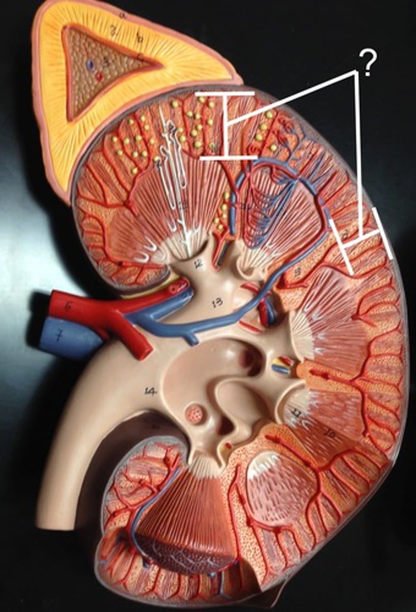 <p>Name this region</p>