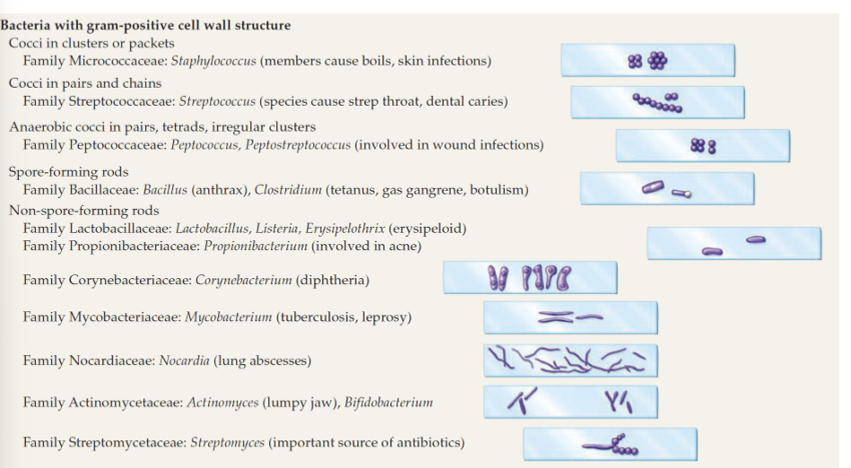 <ul><li><p>Staphylococcus - skin infections</p></li><li><p>streptococcus - sore throat, dental caries</p></li><li><p>streptomyces - source of antibodies</p></li><li><p>Clostridium - wound infections</p></li><li><p>bacillus</p></li><li><p>lactobacillus</p></li><li><p>listeria</p></li><li><p>mycobacterium - leprosy, tuberculosis</p></li><li><p>often cocci shape</p></li></ul><p></p>