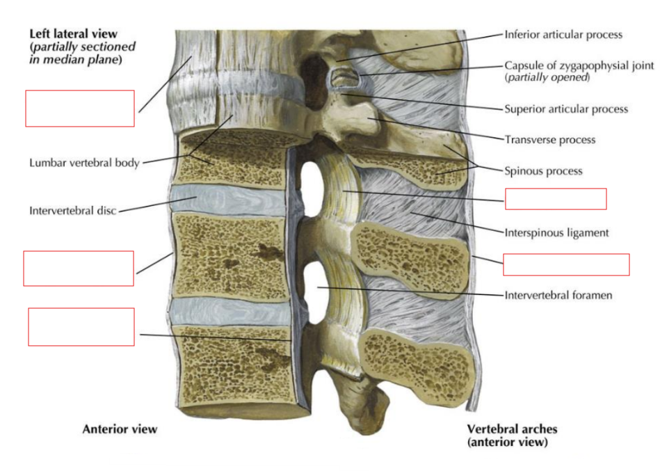 <ul><li><p>Between spinous processes</p></li><li><p>Resists flexion</p></li></ul><p></p>