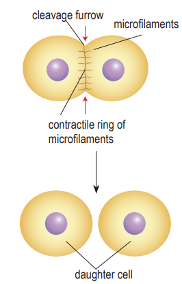 <p>Cytokinesis (animal cell)</p>