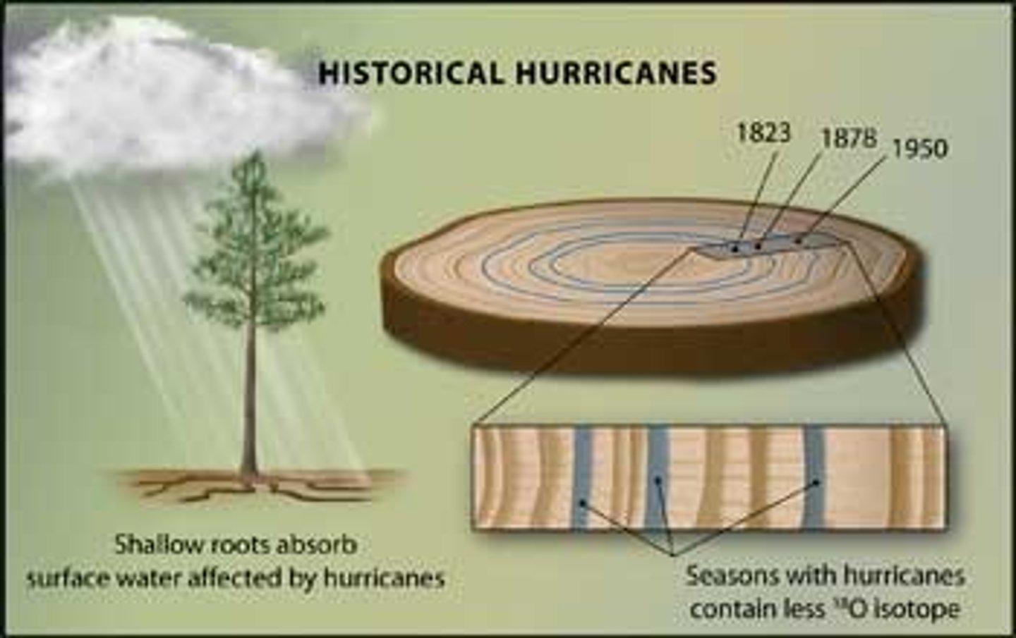 <p>process of counting tree rings to determine the age of a tree</p><p>- inferring something about the past based on growth rings</p><p>- can detect drought, fire, insect damage, and climate cycles</p><p>- wide rings = wet years</p>