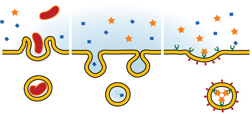 In endocytosis, the cell activity transports molecules into the cell by engulfing them into vesicles formed from the cell membrane.