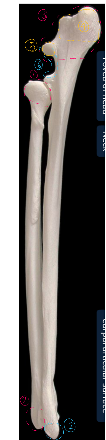 <p>label the lateral side of the ulna &amp; radius (dorsal/proximal end on top, cranial/head to the left)</p>