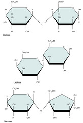 <p>glucose + galactose</p>