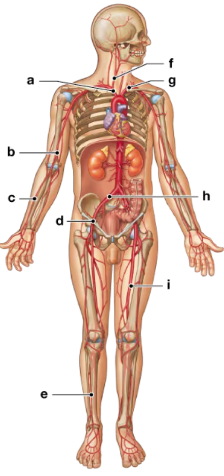<p>c</p>