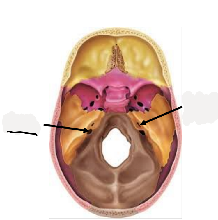 <p>glossophayrngeal nerve (CN IX), vagus nerve (CN X), and accessory nerve (CN XI), and internal jugular vein</p>