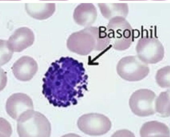 <p>Innate Immunity Cells - Basophils</p><ul><li><p>Have a <strong>2-lobed nucleus</strong> and <strong>deep blue-purple granules</strong></p></li><li><p>Granules release <strong>histamine</strong> and <strong>heparin</strong> → these chemicals trigger and maintain allergic reactions</p></li><li><p>They <strong>bind IgE antibodies</strong>, which are made during allergies</p></li></ul><p></p>