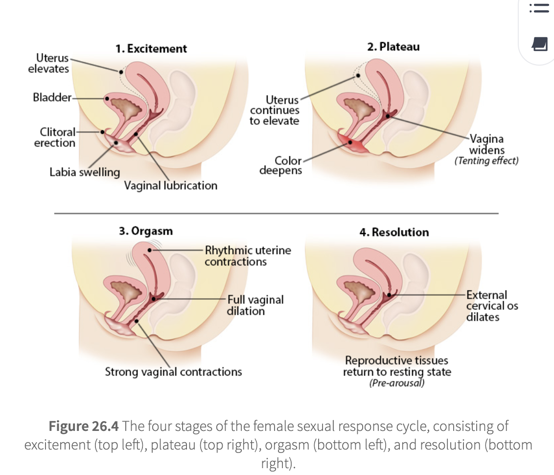 <ol><li><p>excitement</p><ol><li><p><strong>vaginal lubrication</strong></p></li><li><p><strong>uterine fibrillations (minor contractions)</strong></p></li><li><p>clitoris becomes erect</p></li><li><p>labia swell</p></li><li><p>uterus elevates above bladder</p></li></ol></li><li><p>plateau</p><ol><li><p><strong>external indicators of sexual arousal continue to increase</strong></p></li><li><p>labia deepen in color</p></li><li><p>uterus continues to elevate</p></li><li><p>vaginal walls widen (tenting effect)</p></li><li><p>sexual arousal signs intensify</p></li></ol></li><li><p>orgasm</p><ol><li><p><strong>strong vaginal muscle contractions apply greater pressure on the penis</strong></p></li><li><p><strong>vaginal dilation to receive ejaculate</strong></p></li><li><p><strong>no refractory period (can have multiple orgasms)</strong></p></li><li><p>rhythmic uterine contractions</p></li></ol></li><li><p>resolution</p><ol><li><p>reproductive tissues return to their resting state</p></li><li><p>external cervical os dilates to aid sperm migration</p></li></ol></li></ol><p></p>