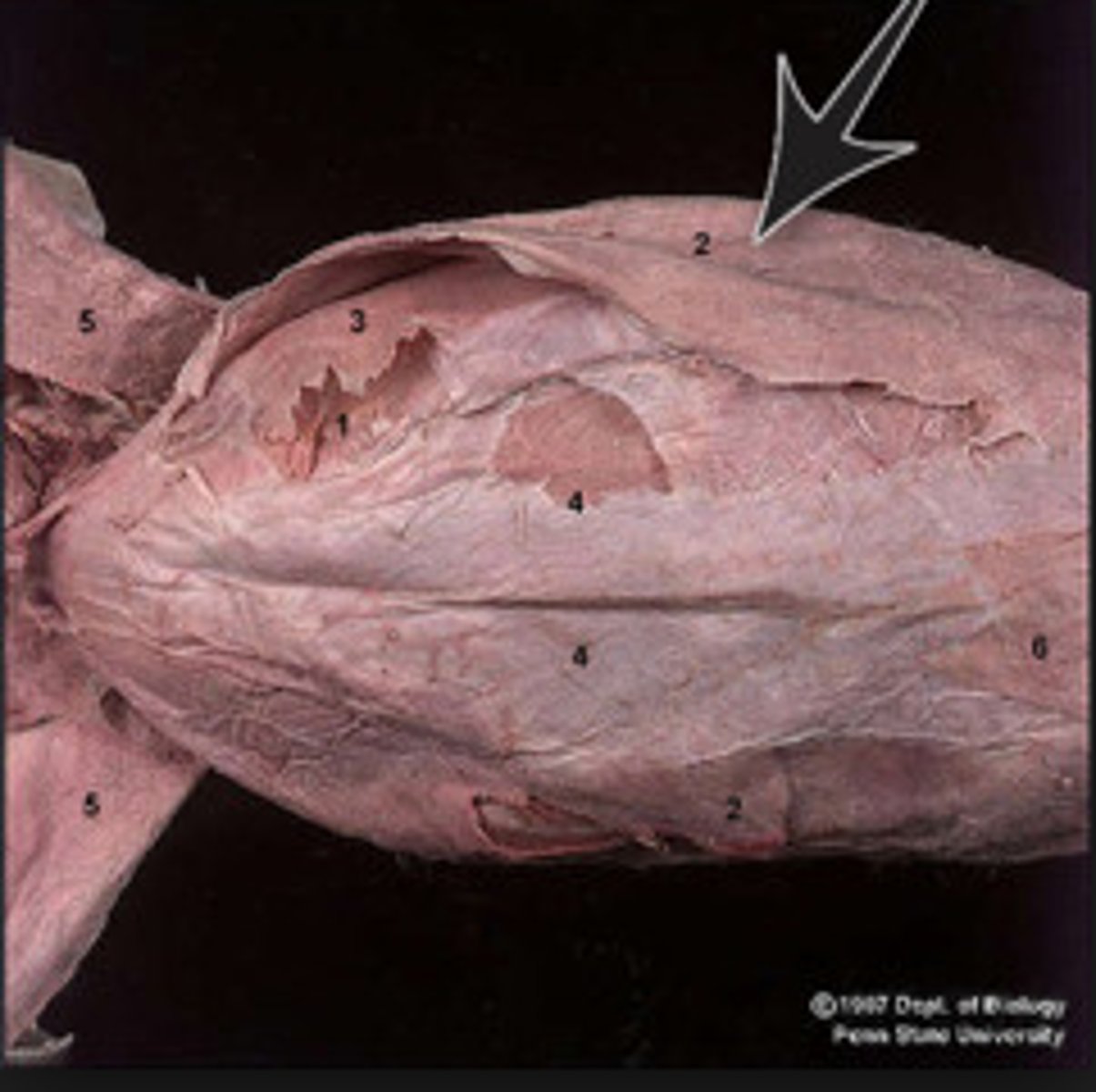 knowt flashcard image