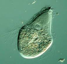 <p>What protist/fungus is this?</p>