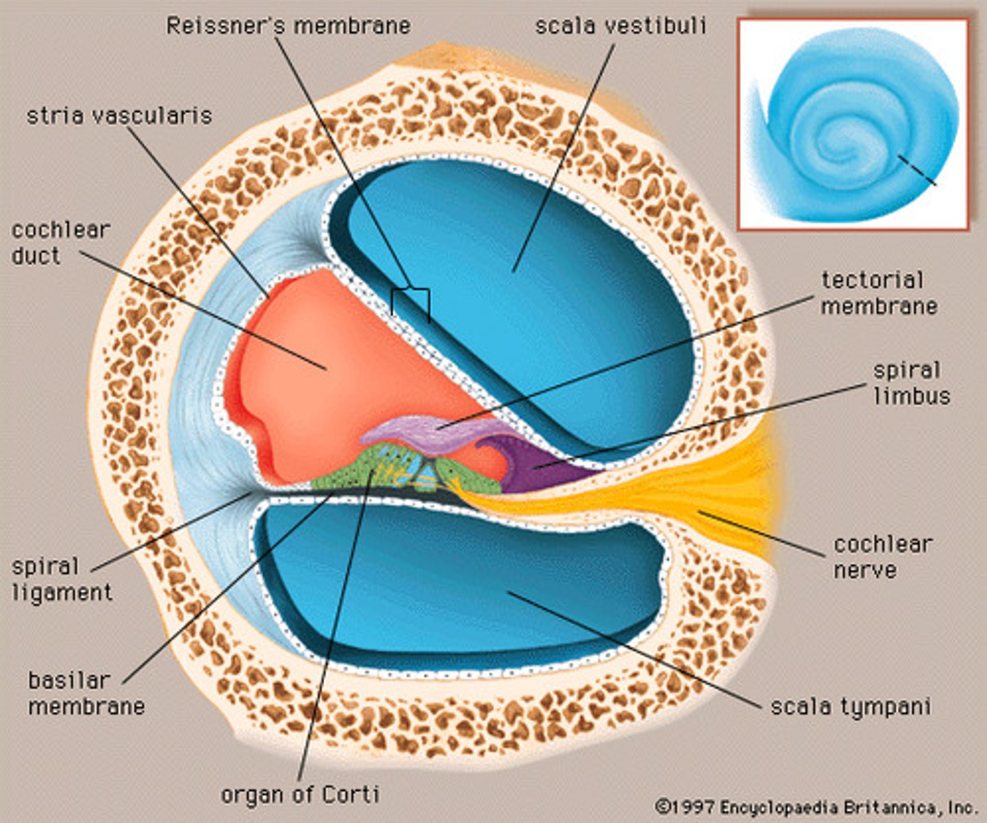 <p>runs the length of the cochlea in the inner ear and holds the hair cells.</p>