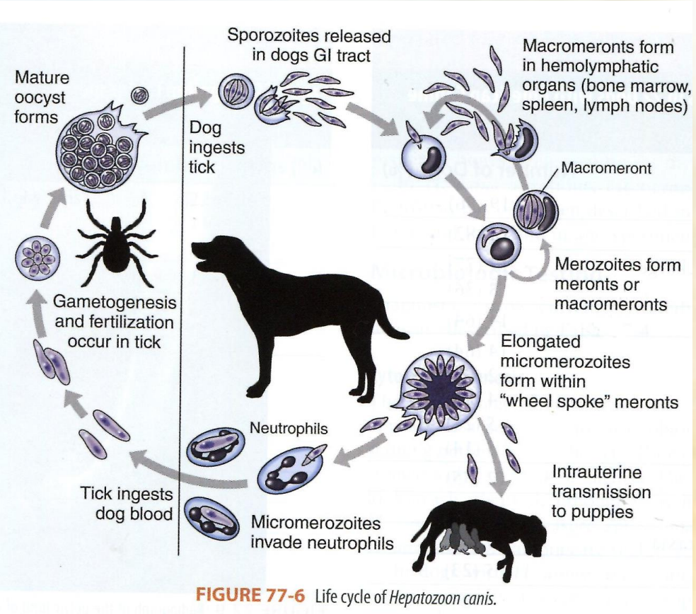 <p><strong>Hepatozoon canis</strong> (species of genus hepatozoon) of family hepatozoidae, order aleleida. </p><ul><li><p>asexual reproduction in ca, fe (IH)</p></li><li><p>sexual reproduction: sporogony in tick (vector) DH. </p></li><li><p>Trans-stage transmission.</p></li></ul><ol><li><p><strong>Dog ingests tick</strong> containing mature oocyst. </p></li><li><p><strong>sporozoite release: </strong>oocyst release sporozoites in the dog`s GIT. </p></li><li><p><strong>Macromeronts formation: </strong>sporozoites travel to the hemolymphatic organs like bone marrow, spleen, lymph nodes, forming macromeronts. </p></li><li><p><strong>merozoite production</strong> from the macromeronts.</p></li><li><p><strong>micromerozoites formation</strong></p></li><li><p><strong>neutrophil invasion: </strong>the micromerozoties invade the neutrophils in the dog`s blood. </p></li><li><p><strong>tick feeding: </strong>a tick ingest the infected blood, taking up the <strong>micromerozoites.</strong></p></li><li><p><strong>gametogenesis + fertilization happen in the tick → mature oocyst formation.</strong></p></li><li><p><strong>cycle continuation </strong>- tick carries mature oocyst → infect another dog.</p></li></ol><p></p>