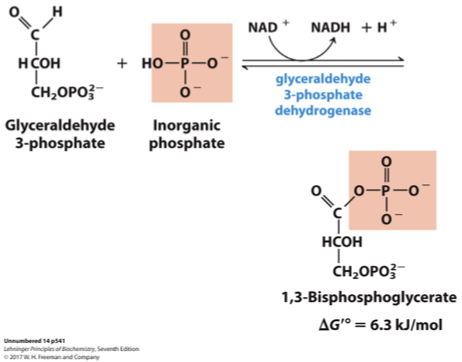 <p>is a key step in glycolysis that involves the oxidation and phosphorylation of glyceraldehyde-3-phosphate, catalyzed by the enzyme glyceraldehyde-3-phosphate dehydrogenase. This reaction converts glyceraldehyde-3-phosphate into 1,3-bisphosphoglycerate while reducing NAD+ to NADH. </p>