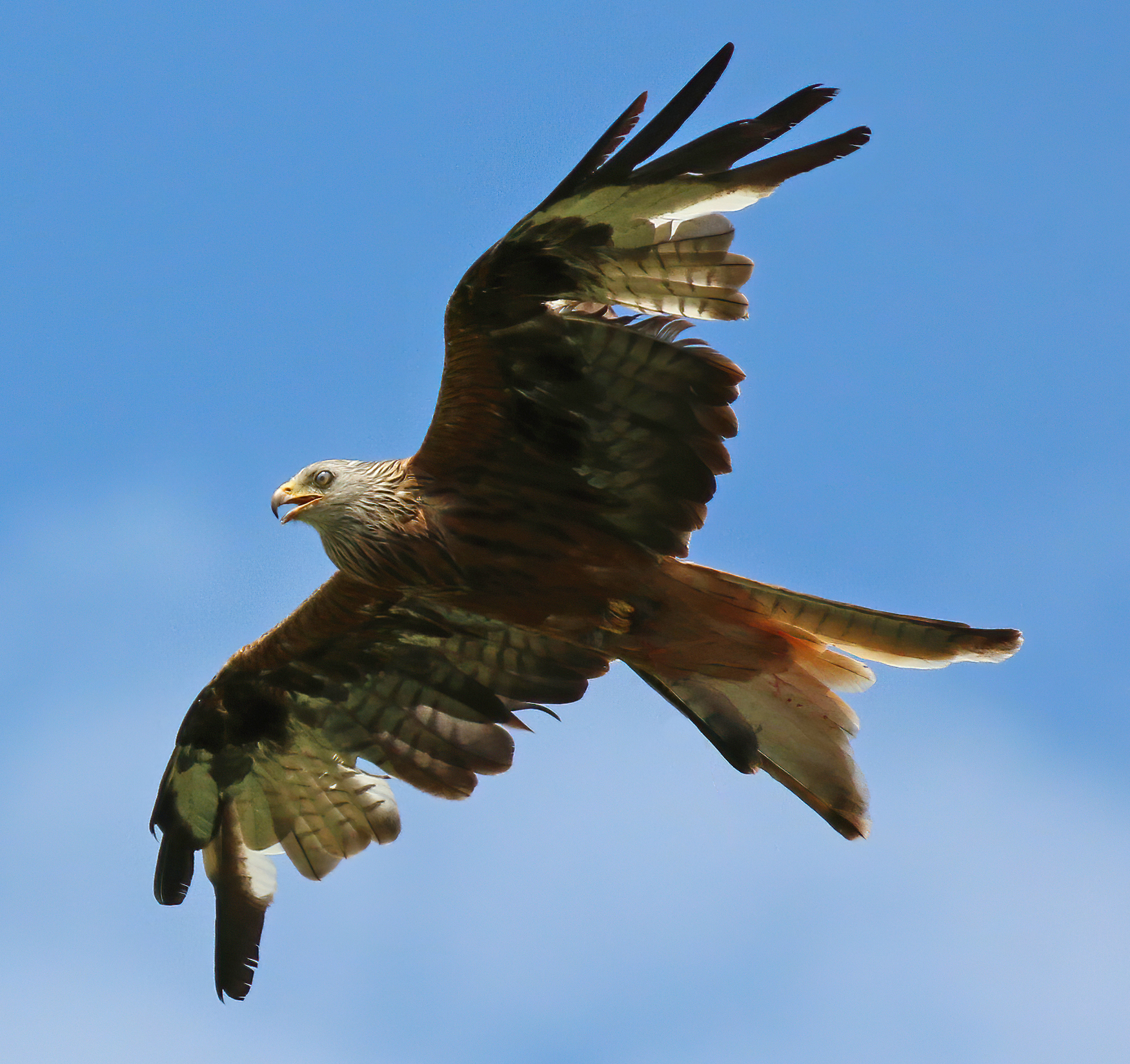 <p>Red kite</p>