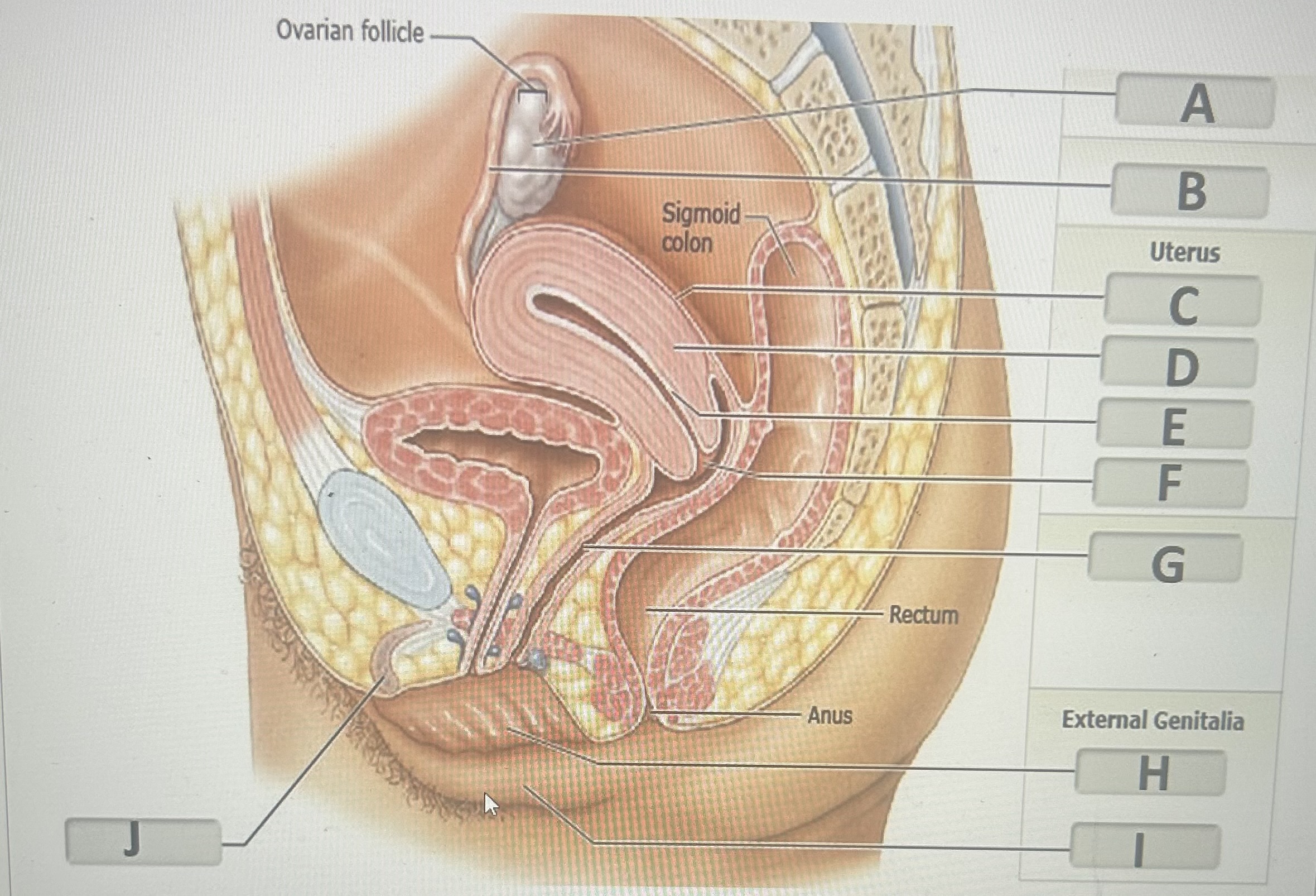 Identify the female reproductive structure labeled “I” 
