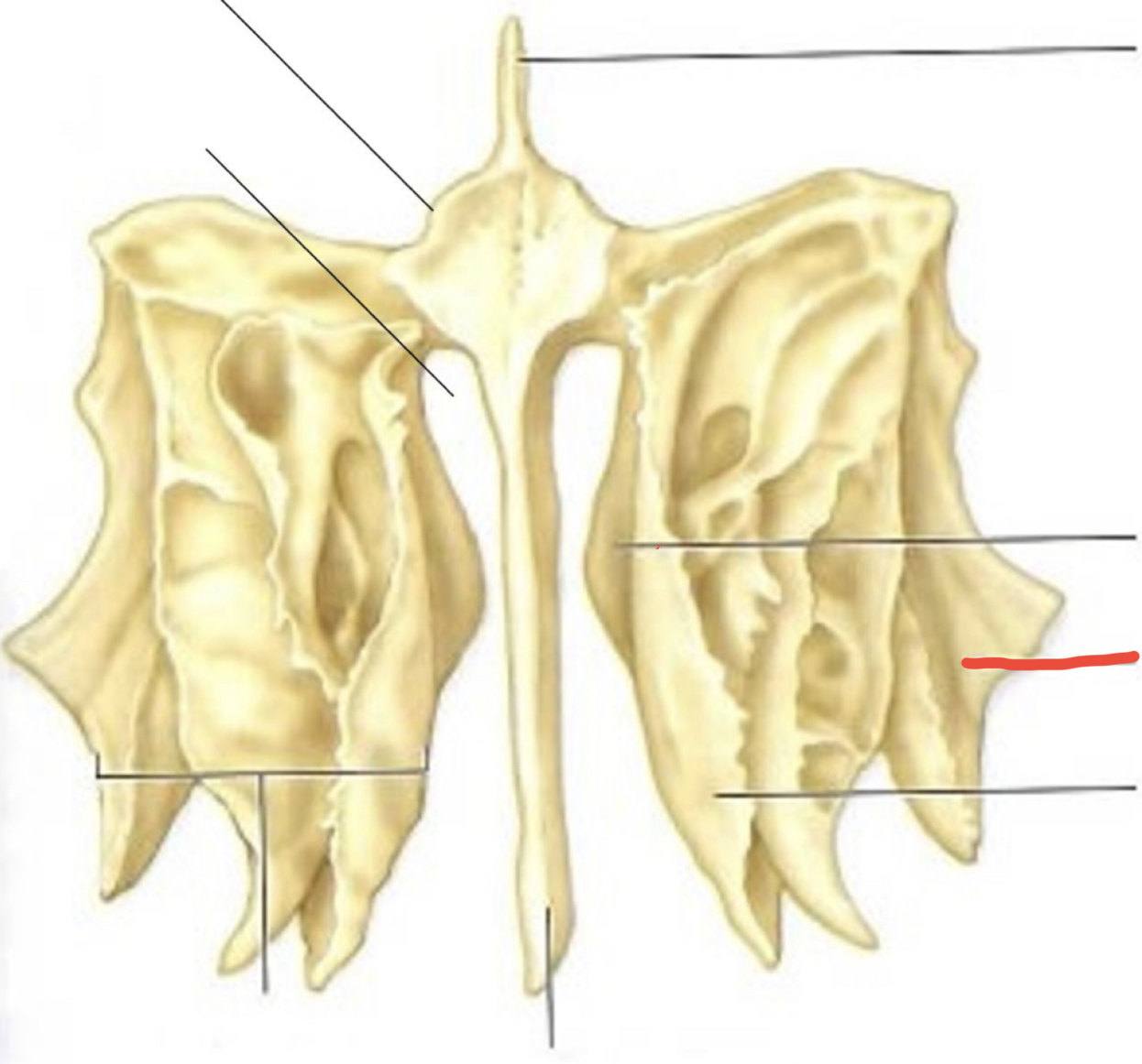 knowt flashcard image