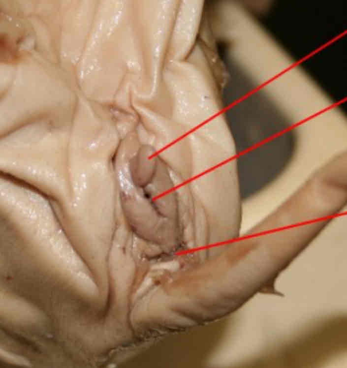 <p>Identify this structure (top arrow)</p>