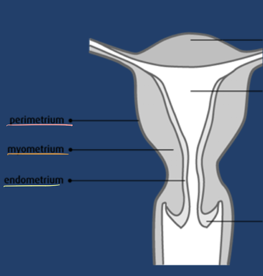 <ol><li><p>perimetrium (serosa)</p></li><li><p>myometrium</p></li><li><p>endometrium</p></li></ol><p></p>