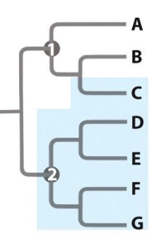 <p>a group with two or more ancestor but not including the true <span style="line-height: normal;"><span>common ancestor of it’s members</span></span></p>