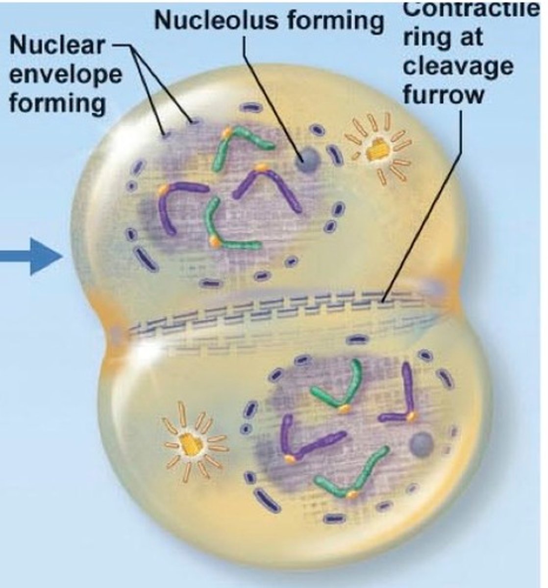 <p>cytoplasm division; cytoplasm completely divides along cleavage furrow (in plants, cell wall divides along cell plate made of vesicles), contractile ring of microfilaments pinches cytoplasm in half, forming 2 new cells</p>