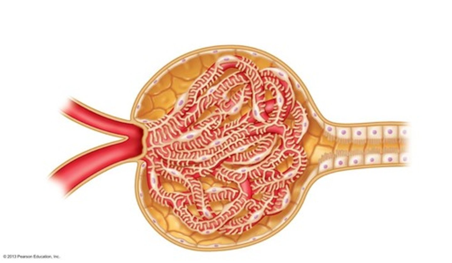 <p>It is a fenestrated capillary that filters blood under high pressure.</p>