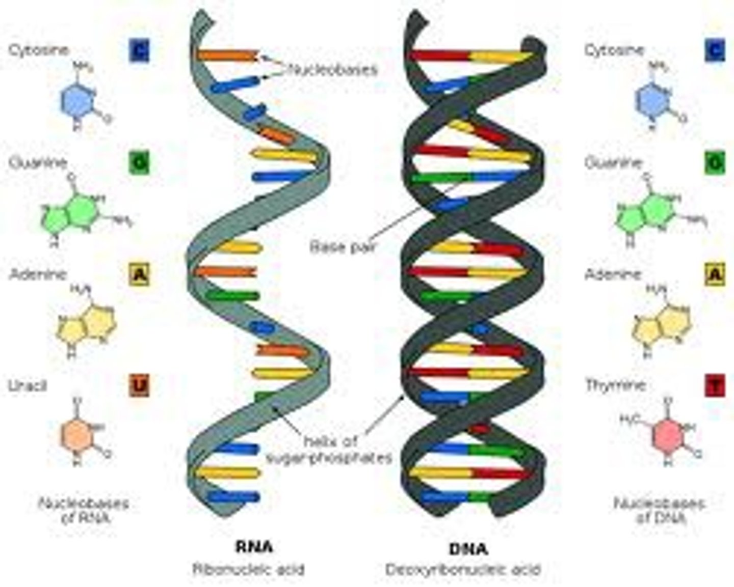 <p>Function<br>Store and transmit genetic information!</p>