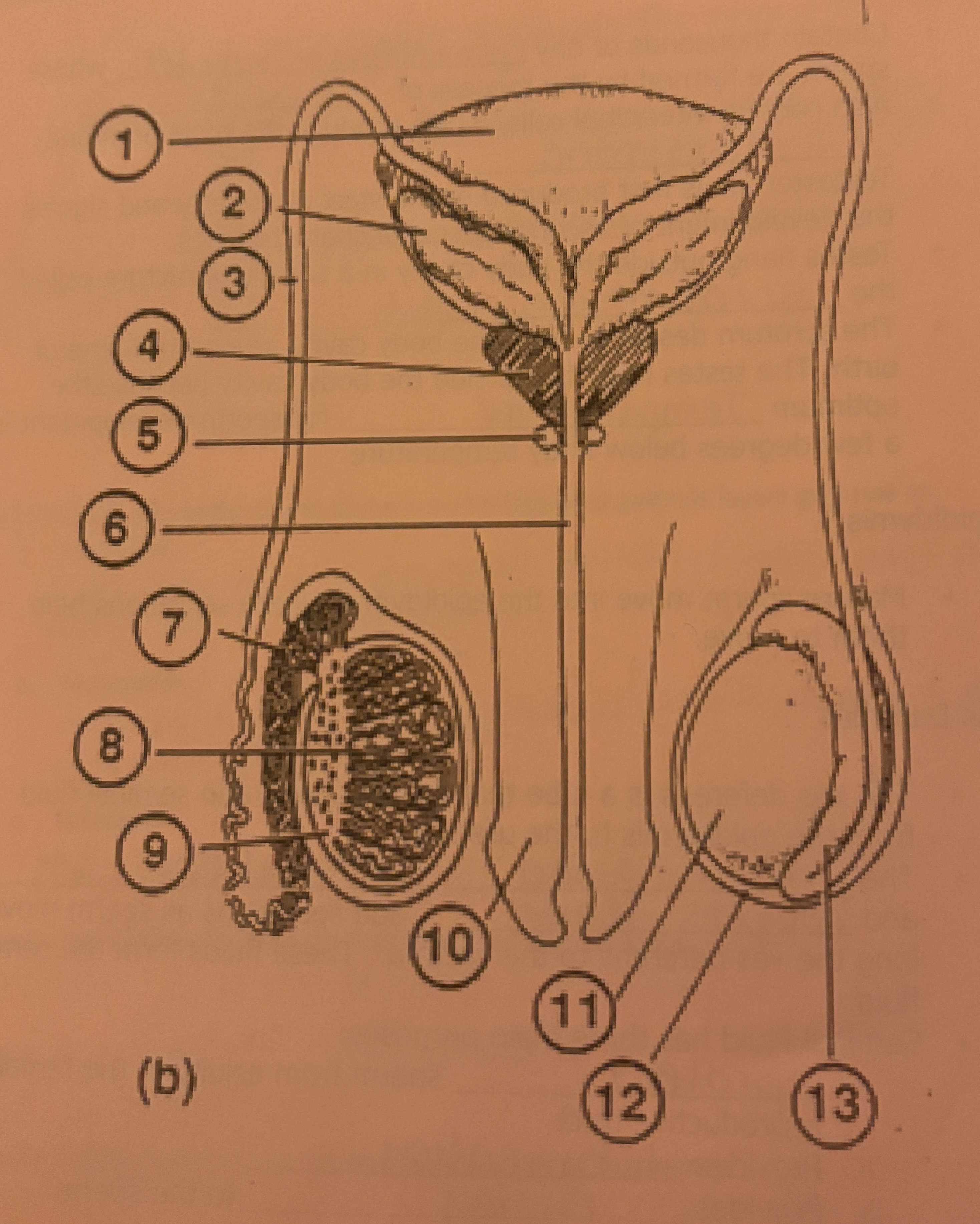 <p>What is #10 called</p>