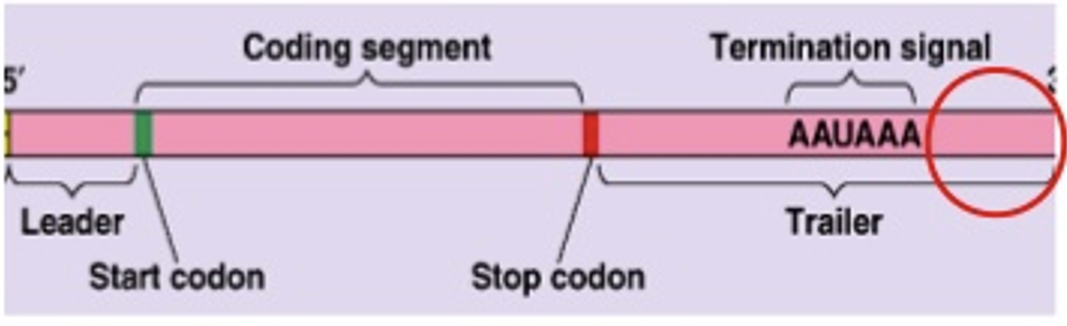 <ul><li><p>occurs in eukaryotes</p></li><li><p>poly-A sequence</p></li><li><p>termination in eukaryotes is less well understood</p></li></ul><p></p>