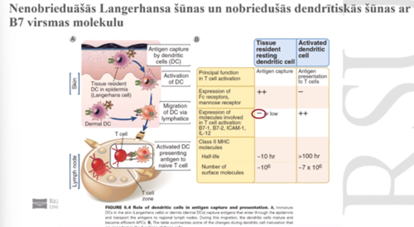 <p>Ja jau nobriest par dendrītiskām šūnām, spēj aktivēt t ly vai CD4 šūnas</p><p>- aktivācija caur MHC2 klasi caur CD4</p><p>- aktivācija ar B7 (virsmā) -> saistās ar CD28</p>