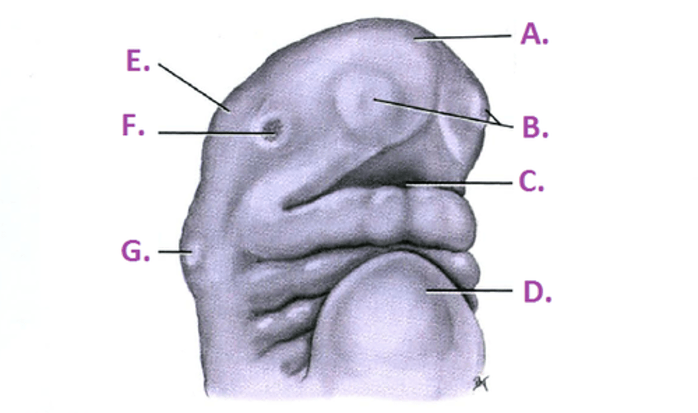 <p>c</p>