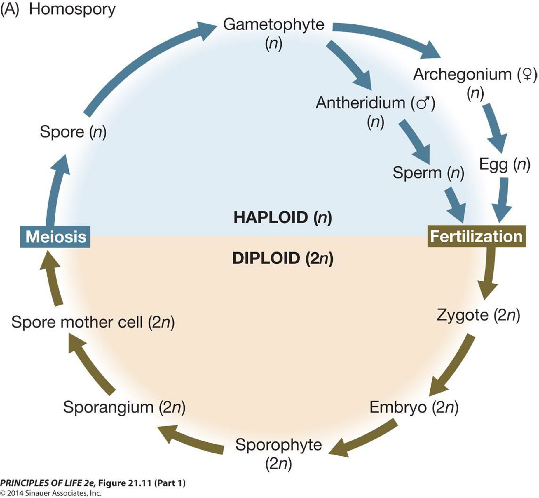 <ul><li><p>Earliest vascular plants</p></li><li><p>Sporophyte produces ONE type of spore</p><ul><li><p>spore develops into a single type of gametophyte with both female and male reproductive organs </p></li></ul></li></ul>