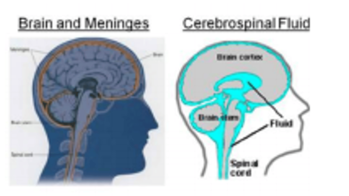 <p>infection of brain</p><p>-myelitis refers to inflammation of the spinal cord; when both brain and spinal cord are involved, condition is called encephalomyelitis</p><p>- encephalitis w meningitis is called meningoencephalitis</p><p>symptoms: headache, fever, confusion, drowsiness; more advanced disease include convulsions, seizures, hallucniations, memory loss</p><p>-viral encephalitis may be direct effect of acute infection, or a complication of latent infection</p><p>- most diagnosed viral encephalitis caused by enteroviruses; HSV types 1 and 2 ; rabies virus; arboviruses</p>