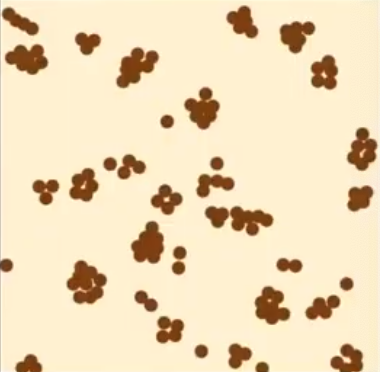 <p>clumped population distribution</p>