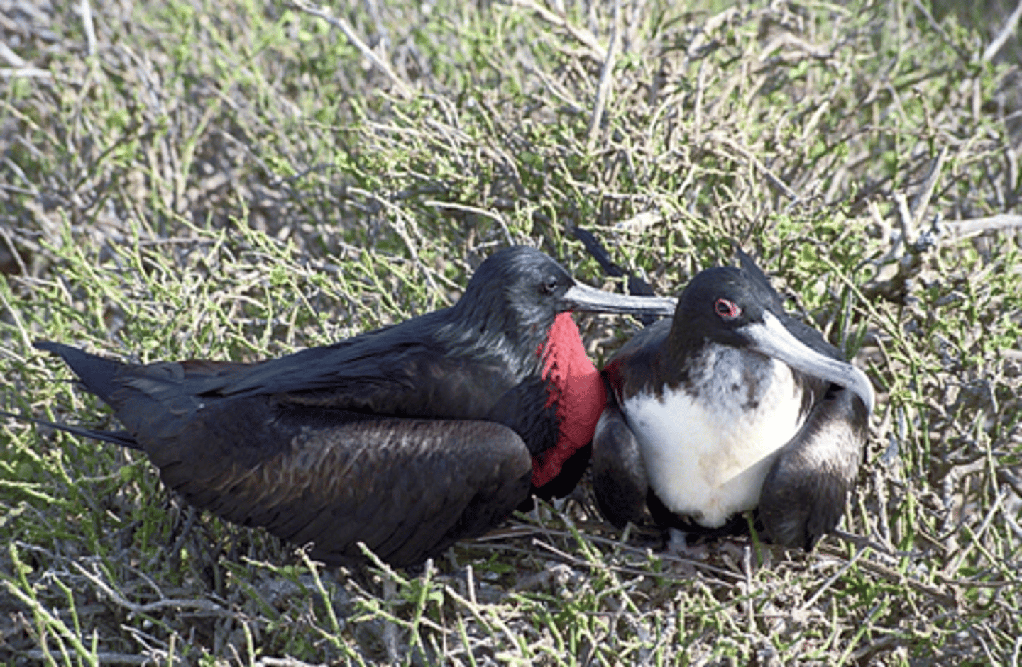 <p>Great Frigatebird </p>