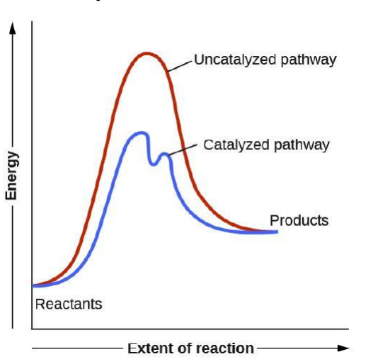 <p>substance that increases the rate of a chemical transformation by providing an alternate mechanism</p>