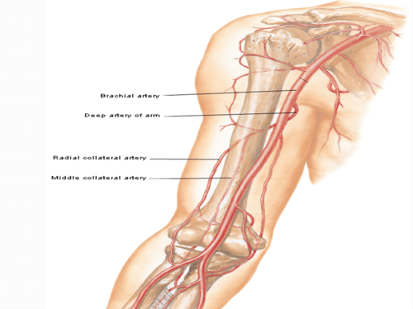 <p>Course: arises around middle of arm -&gt; enters nutrient canal on humerus and supplies the bone marrow</p>