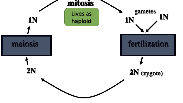 <ul><li><p>zygote directly undergoes meiosis </p></li></ul>