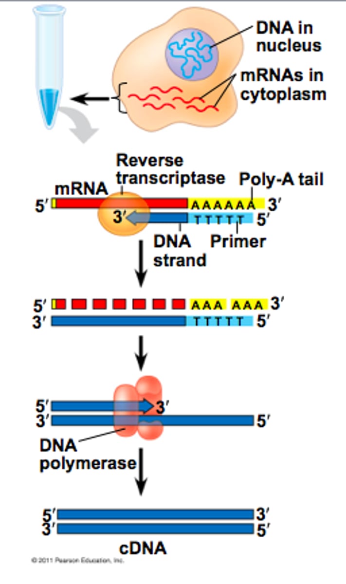 <p>Enzyme that uses RNA as a template to make complementary DNA (cDNA)</p>
