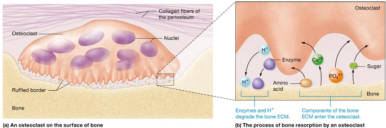 <ul><li><p>Bone reabsorption</p><ul><li><p>Secretes H+ and enzymes to break down materials</p></li></ul></li><li><p>Large multinucleated cells</p></li><li><p>Break down ECM to release nutrients</p></li><li><p>Help bones grow &amp; heal</p></li></ul><p></p>