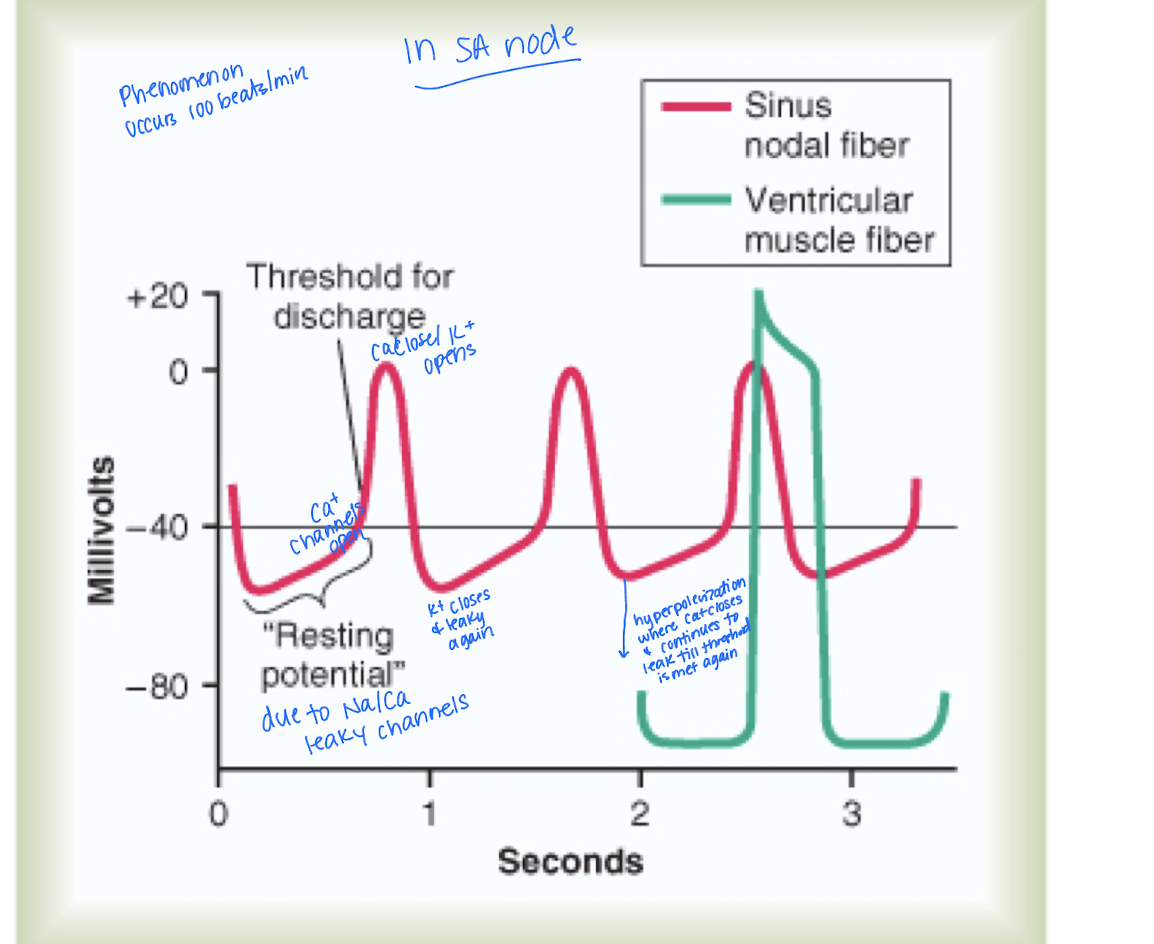 <ul><li><p>Sodium-calcum channel closes quickly = permeability reduced</p></li><li><p>potassium channels open</p><ul><li><p>hyperpolarization due to channel staying open a little longer</p></li></ul></li></ul><p></p>